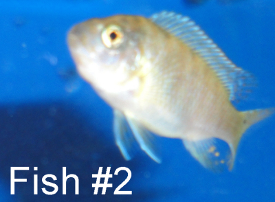 Fish 2